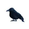 Kleiner Schwarzer Rabe 9 Cm