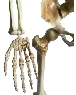 Positionierbares Halloween Skelett 160cm -GruselZauber Verkäufe lebensgrosses halloween skelett 160cm lifesize poese hold skeleton halloween und horror deko 53537 4