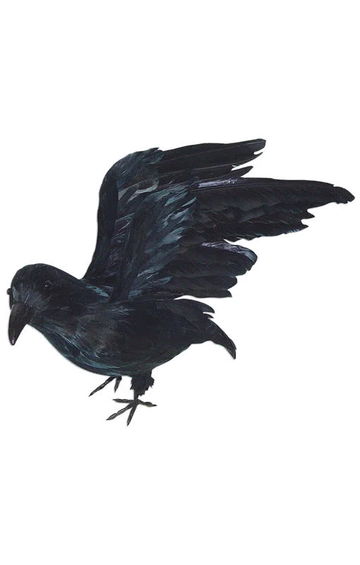 Lebensgroßer Rabe Mit Flügeln 1 Lebensgroßer Rabe Mit Flügeln